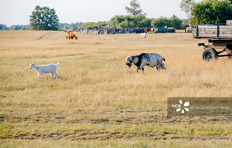 灰色山羊。农场里的家养山羊。可爱的安哥拉山羊。乡村生态农场的山羊图片素材