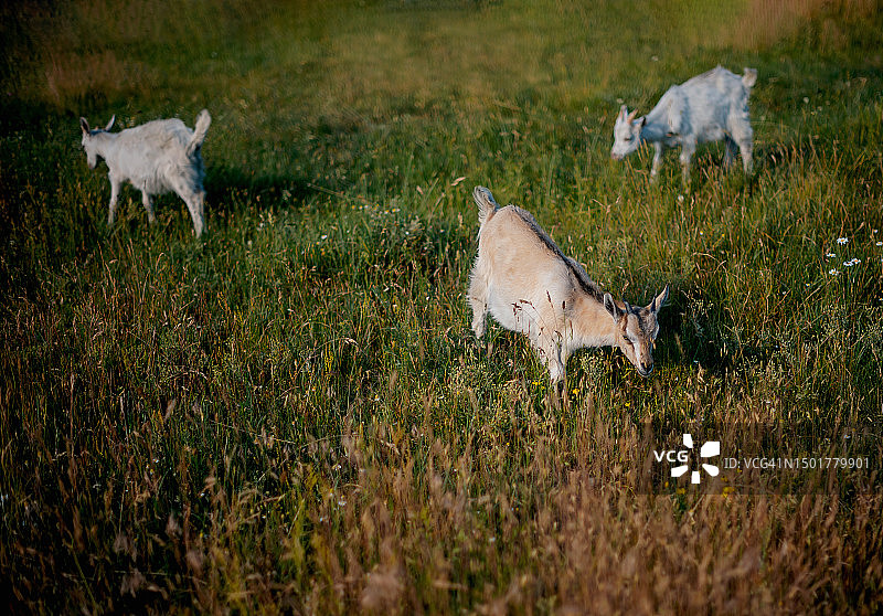 阳光明媚，草地上的一小群山羊图片素材