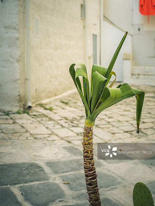 莫诺波利街道上的多年生植物（普利亚，2023年2月）图片素材