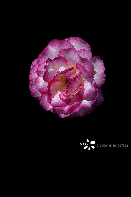 黑色背景上的粉色和白色玫瑰图片素材