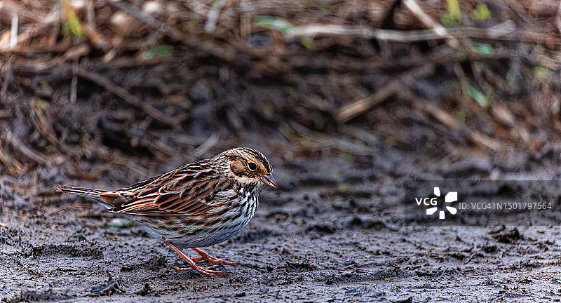 在地面上的萨凡纳麻雀图片素材