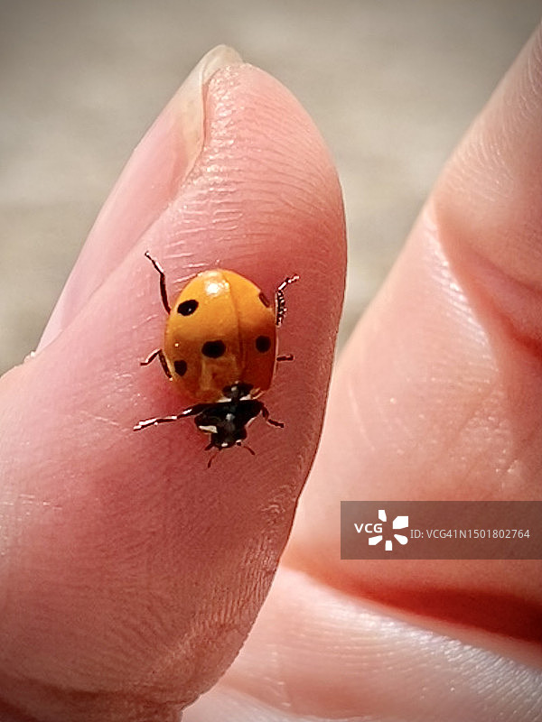 昆虫瓢虫图片素材