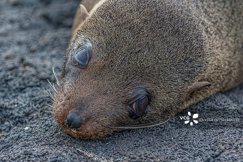 加拉帕戈斯皮毛海狮图片素材