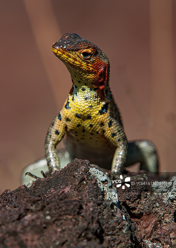 加拉帕戈斯群岛的熔岩蜥蜴图片素材