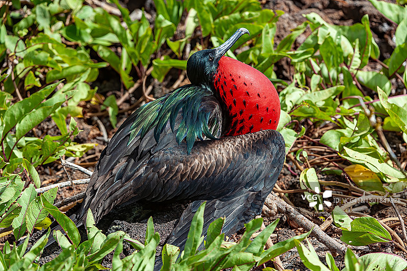 雄性军舰鸟，次舰鸟，塔岛，杰诺韦萨岛，厄瓜多尔加拉帕戈斯群岛国家公园，展示着充气的红色喉囊。图片素材