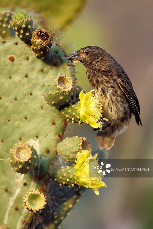 加拉帕戈斯群岛国家公园的仙人掌地雀图片素材