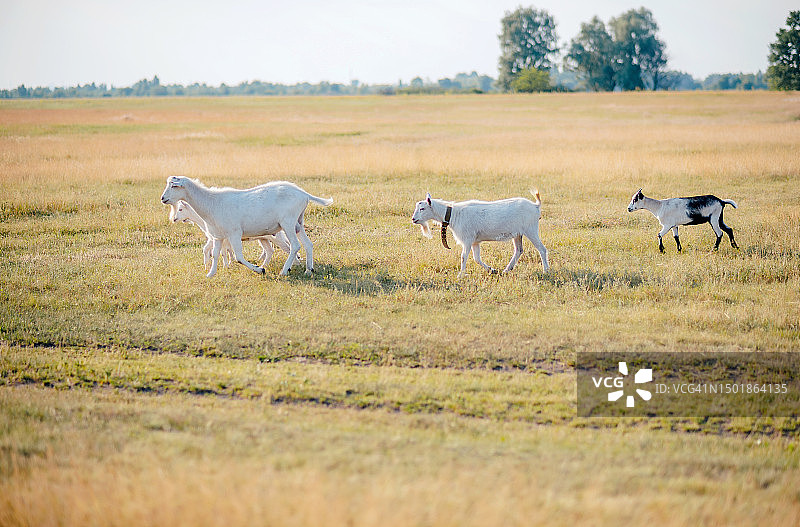 阳光明媚，草地上的一小群山羊图片素材