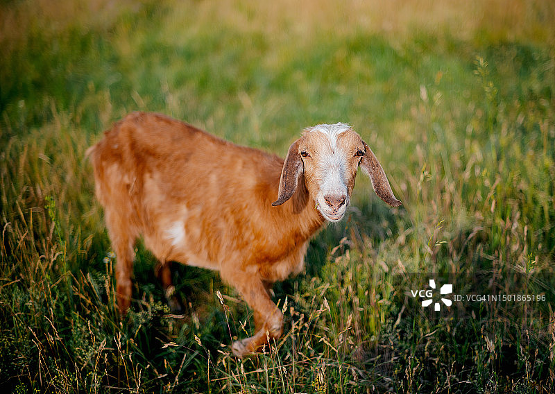 在草地上吃草的小山羊图片素材