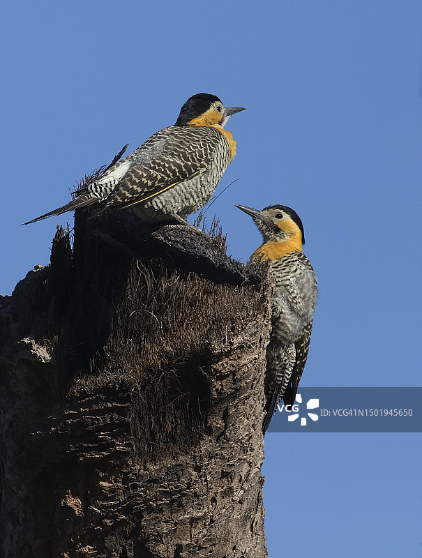 啄木鸟图片素材