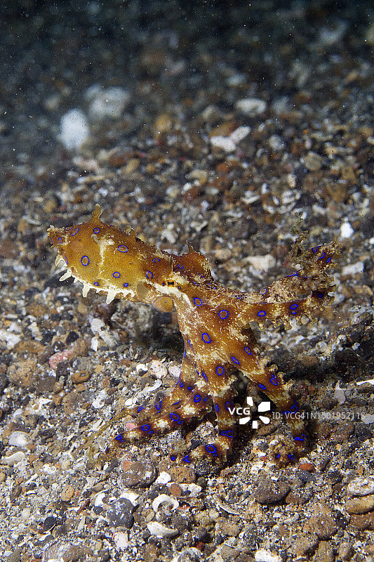 蓝圈章鱼图片素材