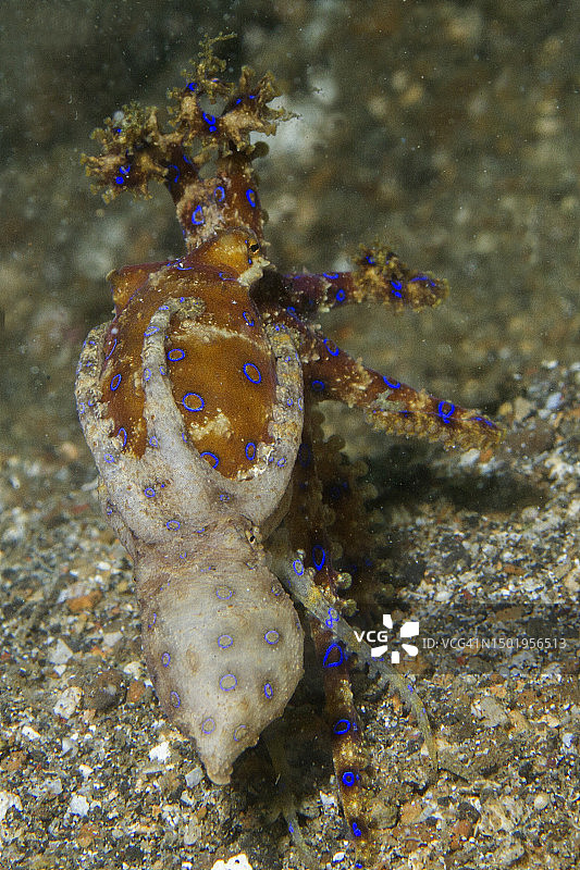 一对蓝圈章鱼交配图片素材