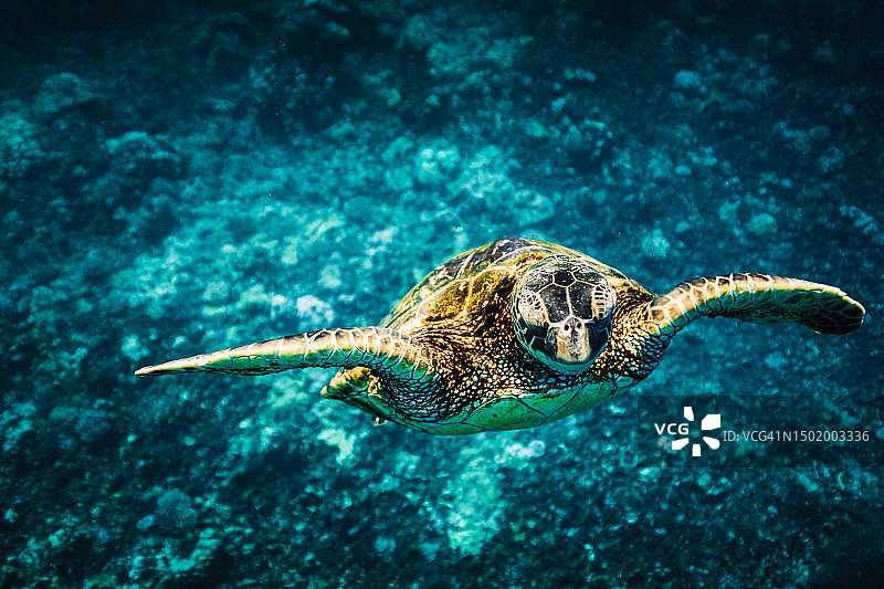 从珊瑚中穿过清澈蓝色海洋向上游的绿海龟图片素材