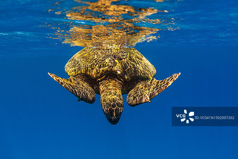 水下视角：在海面游泳的绿海龟特写图片素材