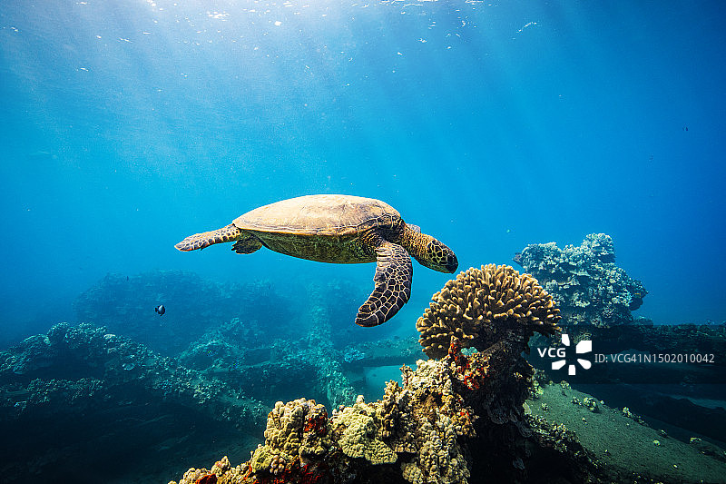 绿海龟与珊瑚图片素材