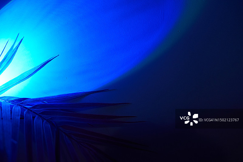 热带植物的叶子，具有不寻常蓝光的棕榈叶阴影，南方夜间迪斯科概念图片素材