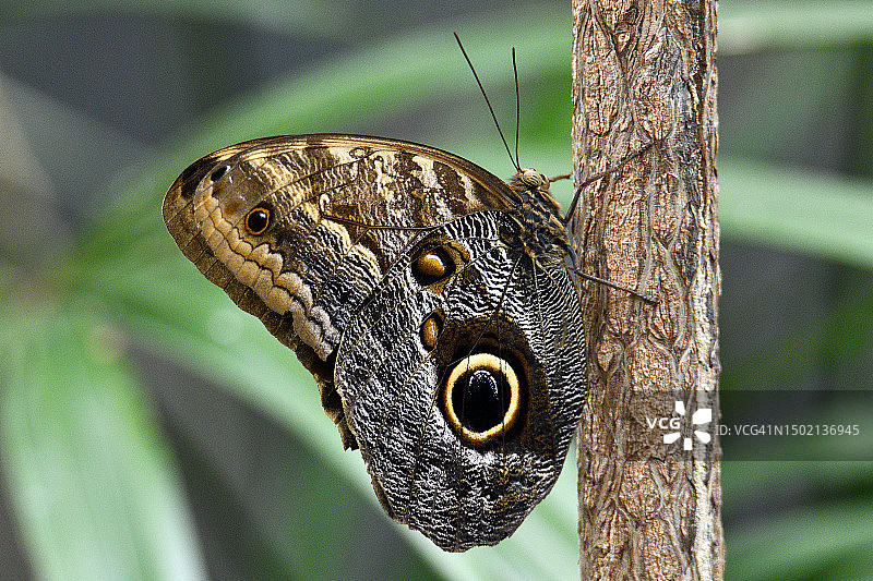 哥斯达黎加猫头鹰蝶(Caligo memnon)图片素材