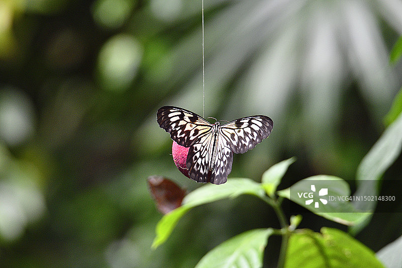 报喜斑粉蝶图片素材