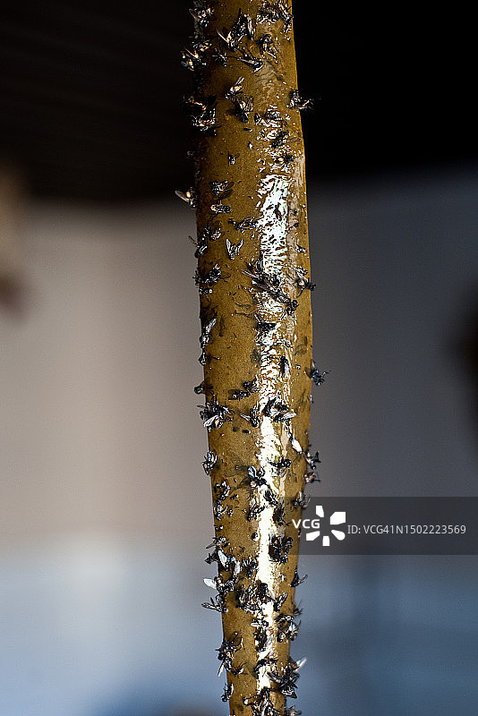 粘蝇纸图片素材