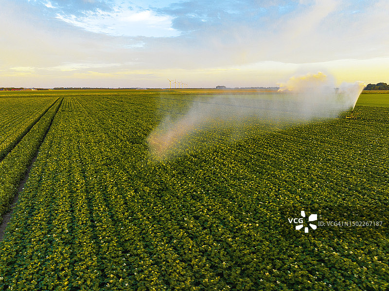 夕阳下开满绿色植物的田野里的马铃薯图片素材