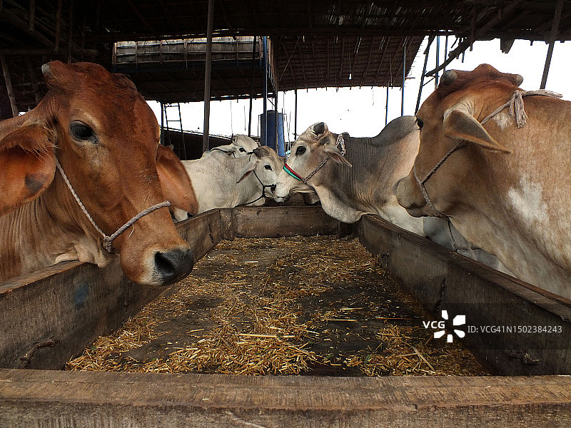 古尔邦节的牲畜市场图片素材