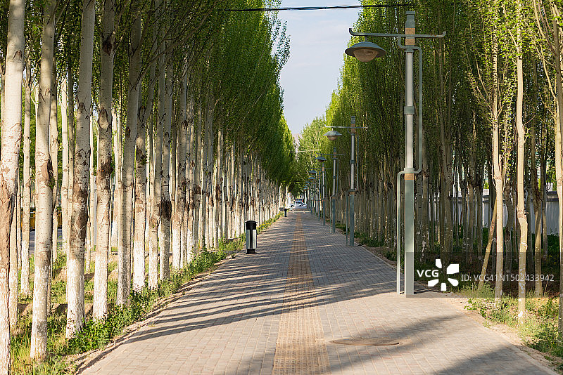 人行道与整洁的绿树图片素材