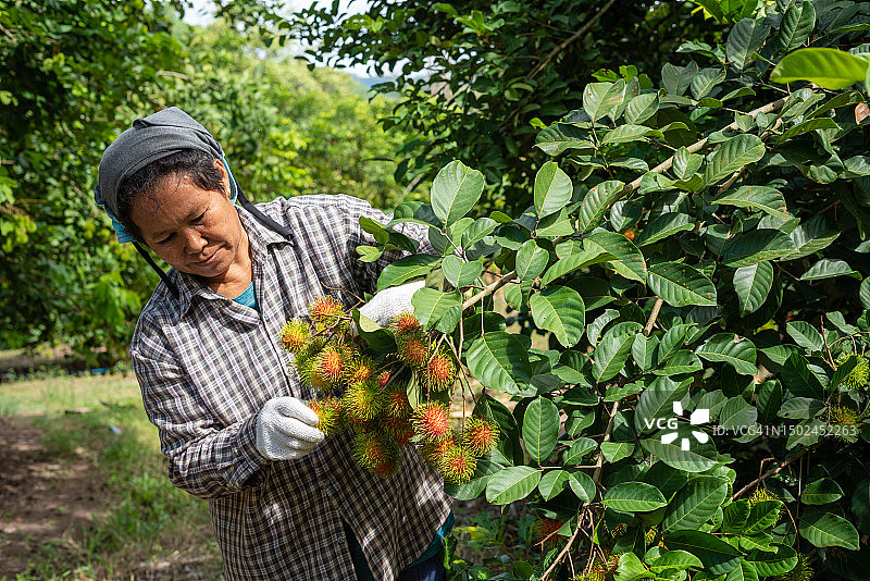亚洲老年园丁妇女采摘红毛丹图片素材