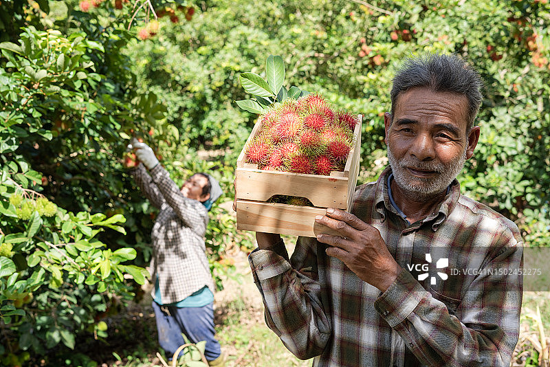 采摘红毛丹的亚洲年长夫妇图片素材