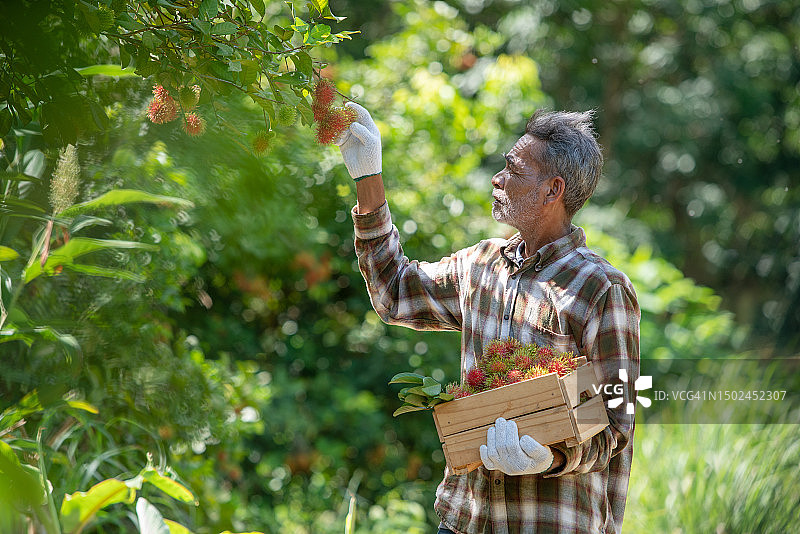 亚洲老年农民高兴地在花园里采摘红毛丹图片素材