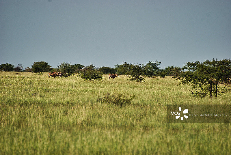 埃塞俄比亚晴空下的田野风光图片素材