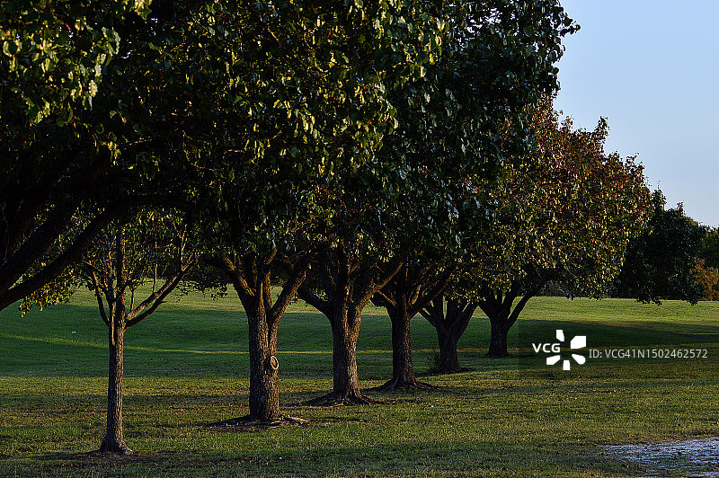 美国弗吉尼亚州的树木图片素材