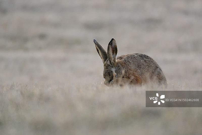 瑞典田野中兔子的侧面视角图片素材