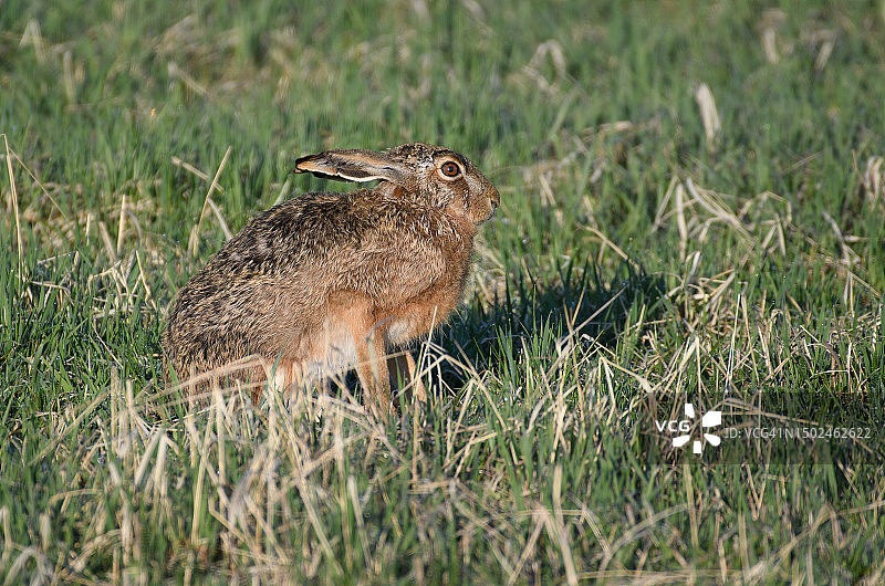草地上松鼠的特写，瑞典图片素材