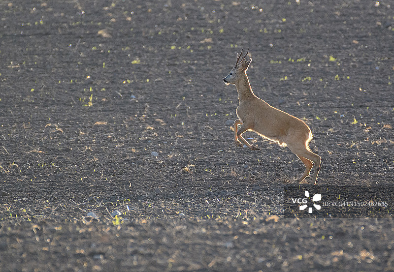 瑞典，行走在路上的狍子侧视图图片素材