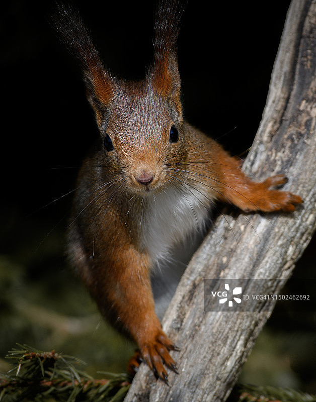 树干上的松鼠特写肖像图片素材