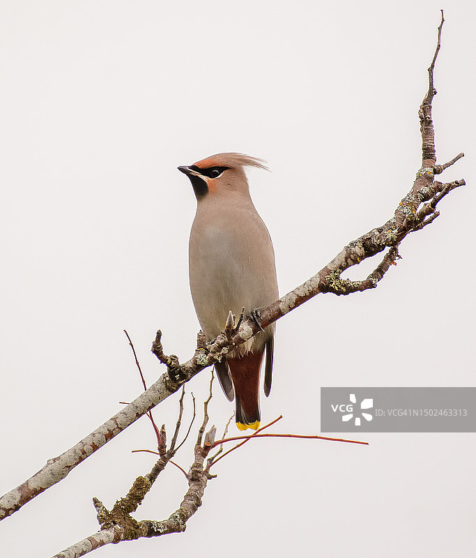 在瑞典，小蜡嘴雀栖息在树枝上，仰视拍摄图片素材