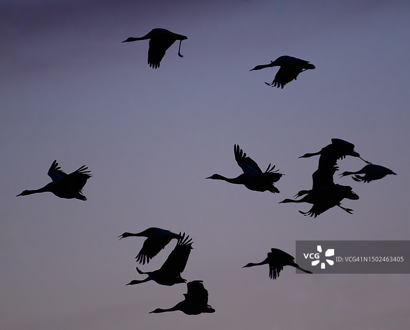 瑞典天空飞鸟剪影的低角度视图图片素材