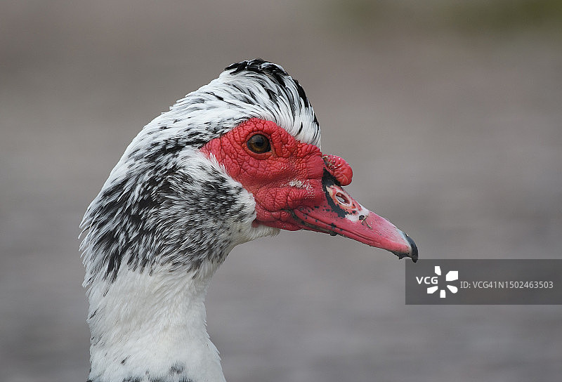 瑞典的麝香鸭特写图片素材