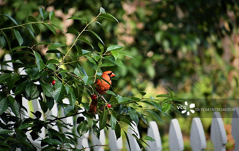 树上生长的浆果特写图片素材