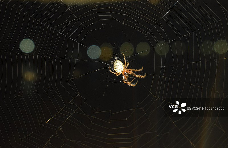 印度拉贾斯坦邦乌代浦尔的蜘蛛网特写图片素材