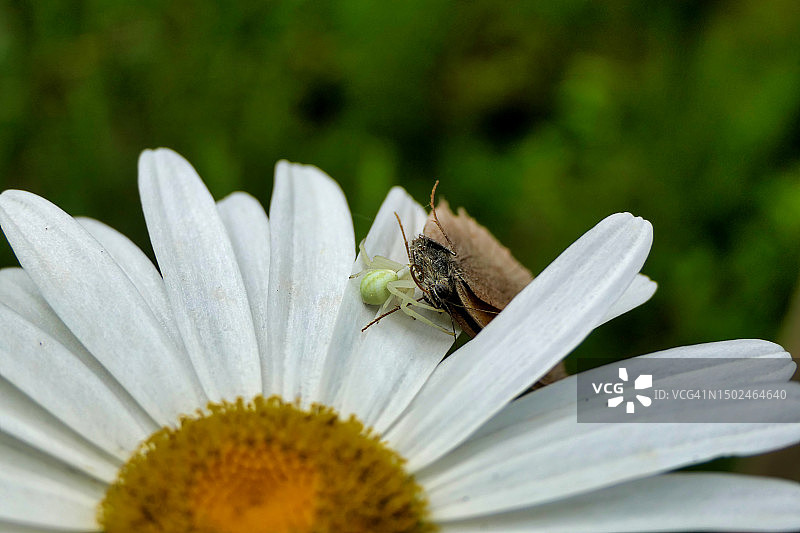 白色花朵上的昆虫特写，法国多尔多涅图片素材