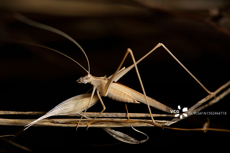 西班牙的叶子上昆虫的特写图片素材
