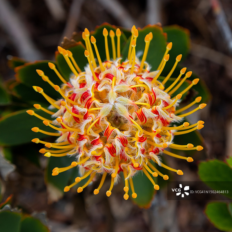 黄色开花植物特写图片素材