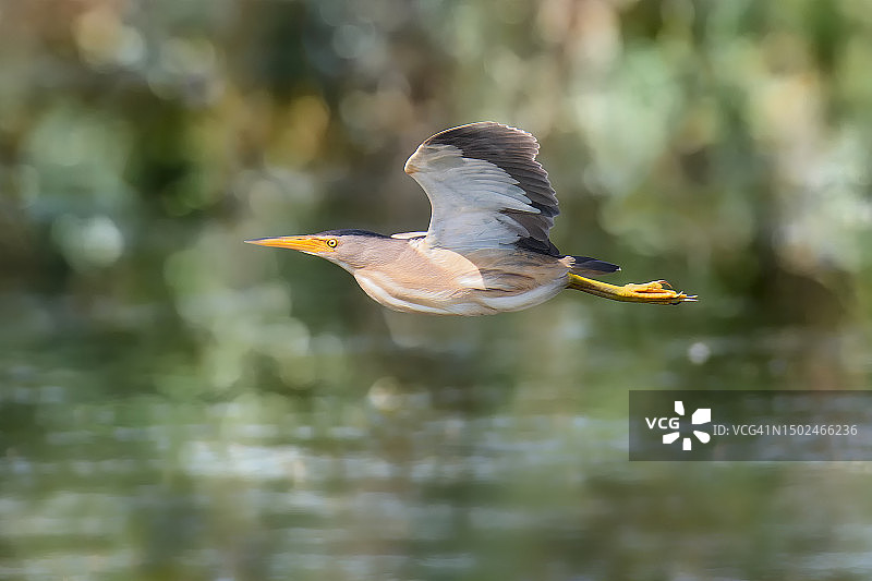 苍鹭飞越湖面特写图片素材