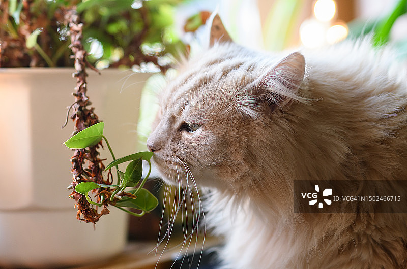 盆栽植物旁的猫咪特写，瑞典图片素材
