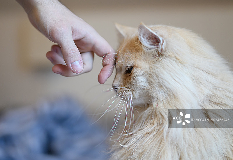 在瑞典，手轻抚猫的局部照片图片素材