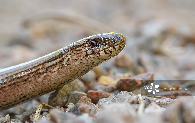 瑞典岩石上的蜥蜴特写图片素材