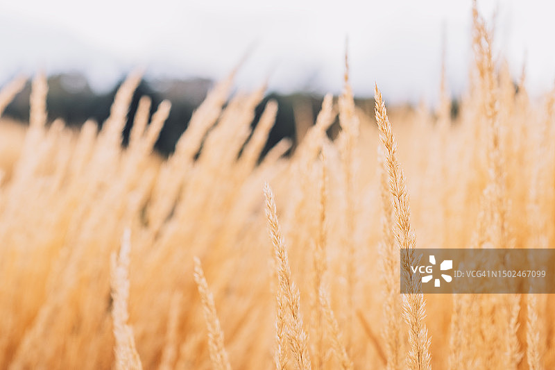 干燥成熟的草穗特写图片素材