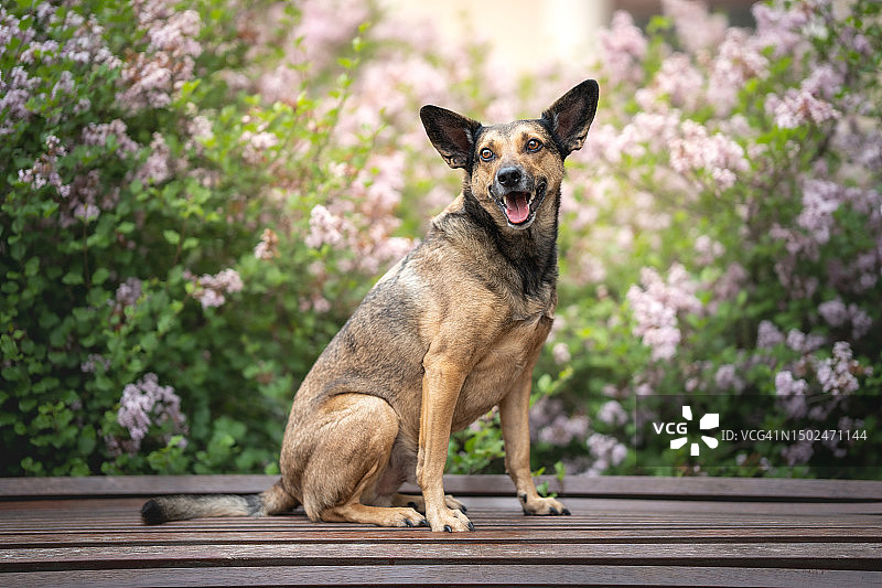 坐在人行道上的混血人肖像，波兰图片素材