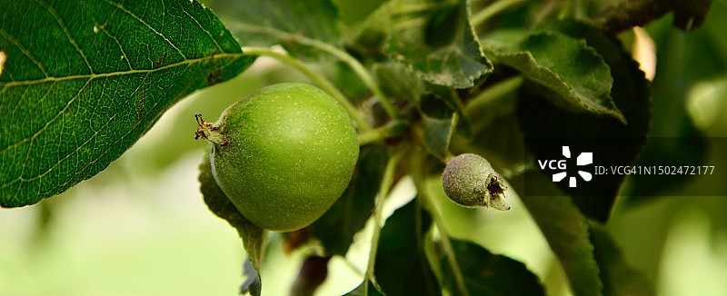 树上生长的水果特写，哥本哈根，丹麦图片素材