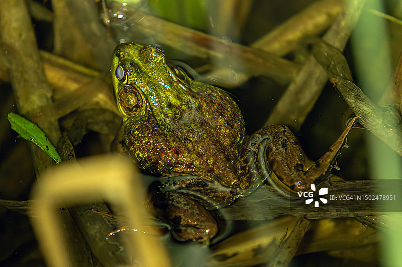 池塘里的美洲牛蛙图片素材